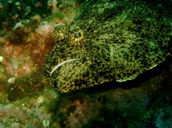"Lenguado". This photo was taken with a Sealife Reefmaste... by Andrés Sendra R. 